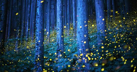 Fireflies .
